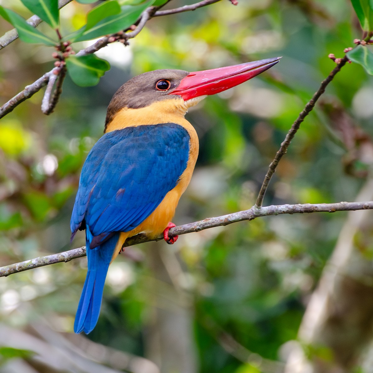 Stork-billed Kingfisher - ML645931343