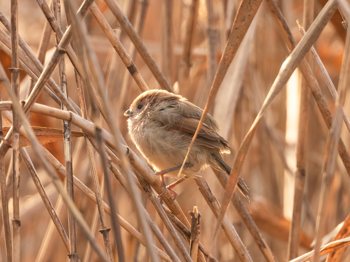Vinous-throated Parrotbill - ML645931344