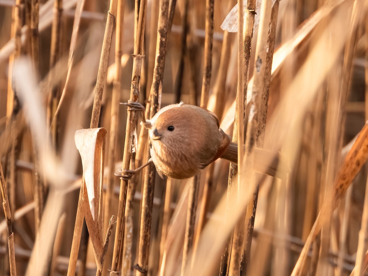 Vinous-throated Parrotbill - ML645931345