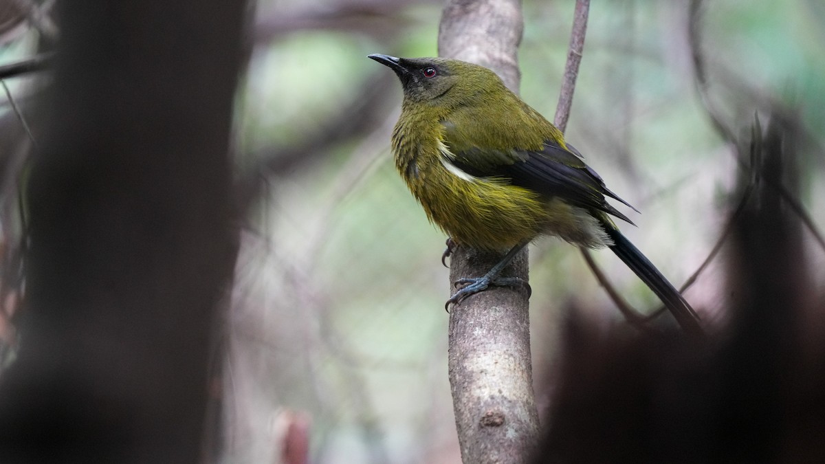 New Zealand Bellbird - ML645931346