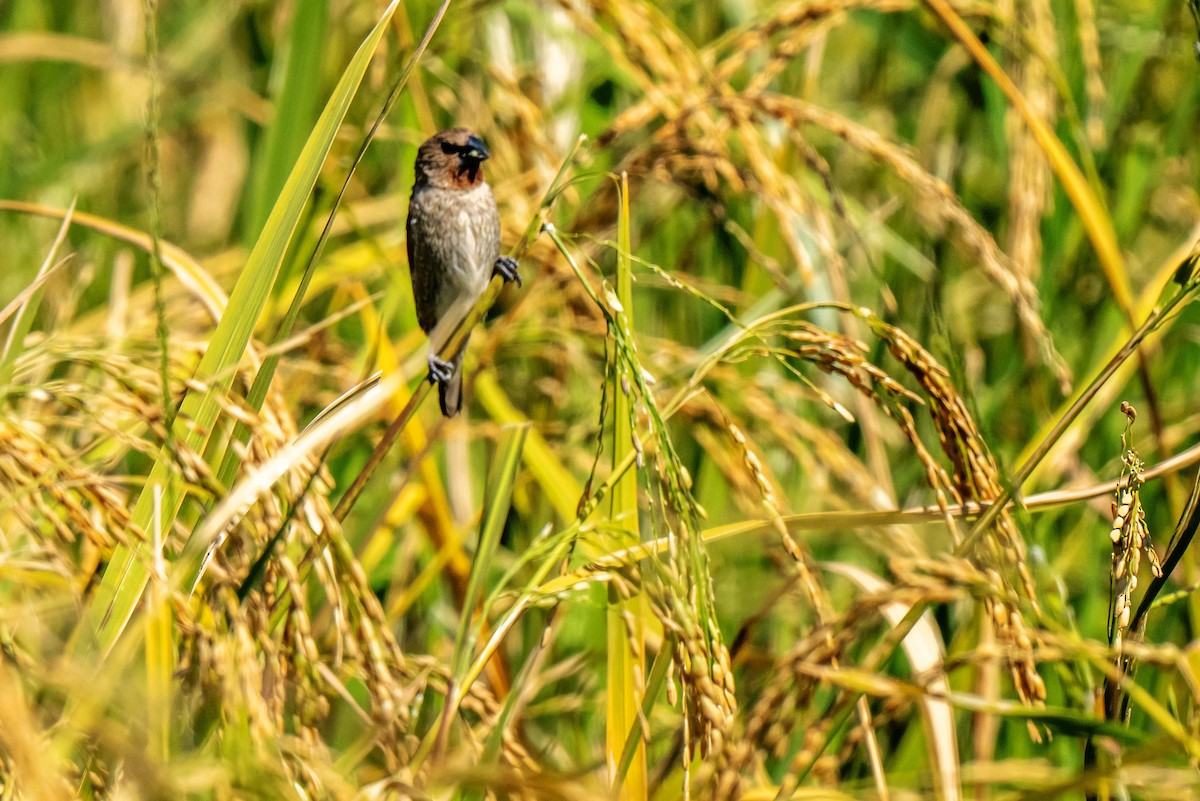 Scaly-breasted Munia - ML645931347