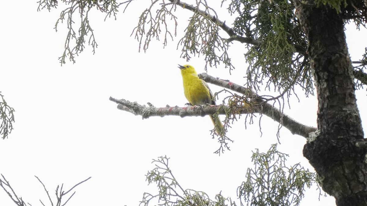 Yellowhead - ML645931348