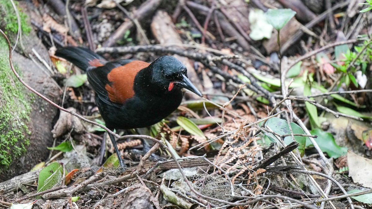 South Island Saddleback - ML645931349