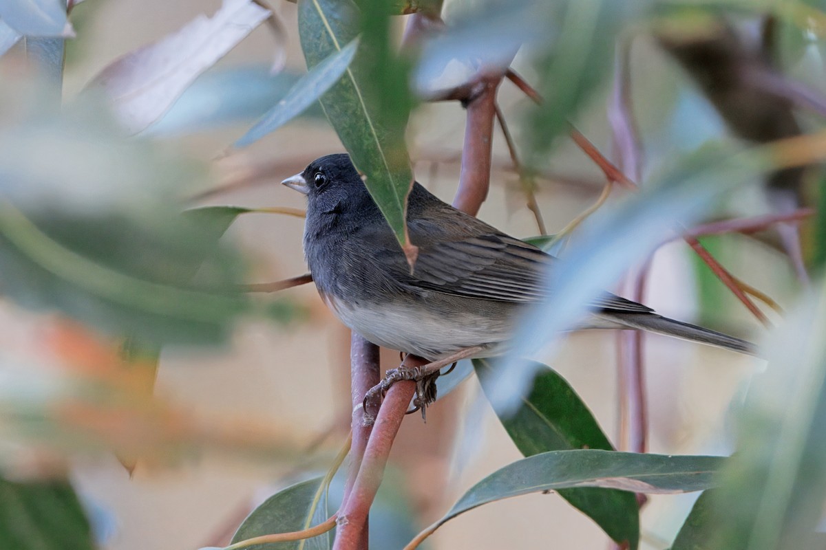 Dark-eyed Junco (Slate-colored/cismontanus) - ML645931350