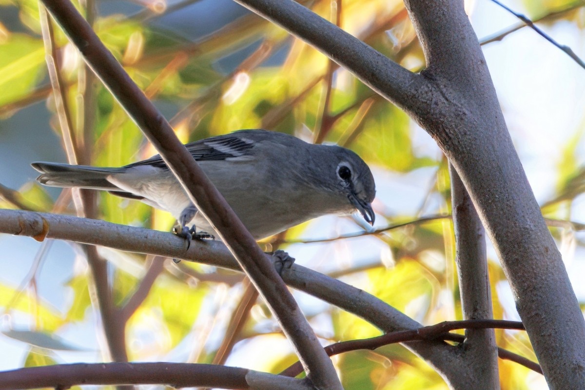 Plumbeous Vireo - ML645931351