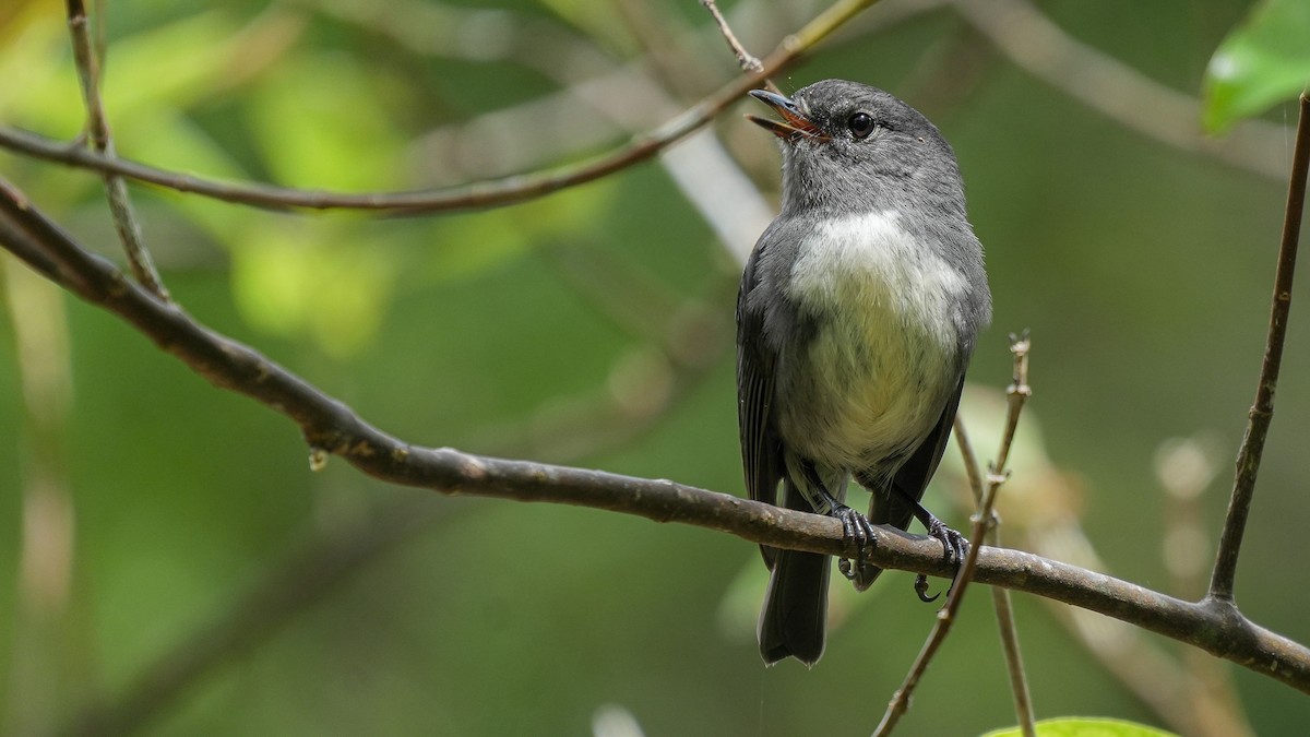 Тоутоваї білолобий - ML645931352