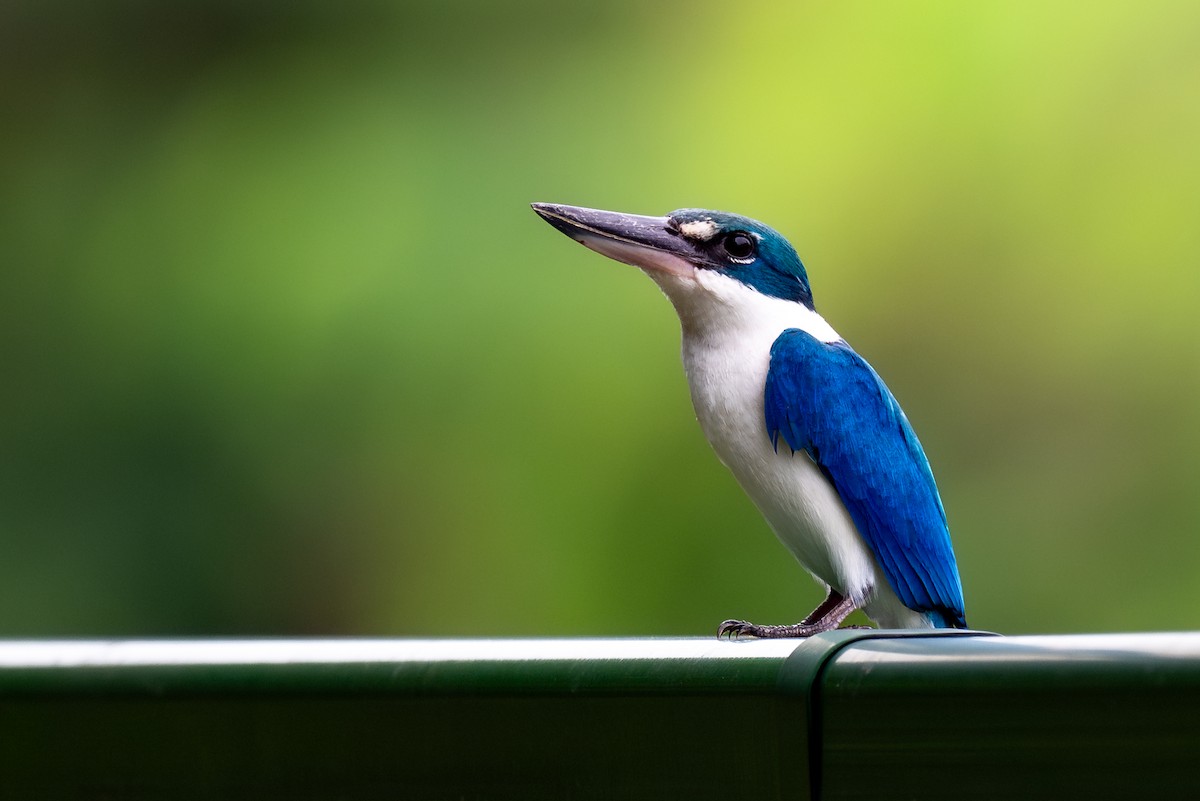 Collared Kingfisher - ML645931353