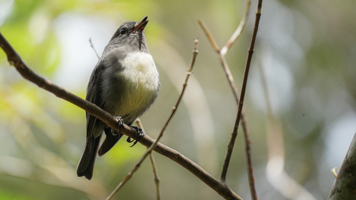 Тоутоваї білолобий - ML645931354