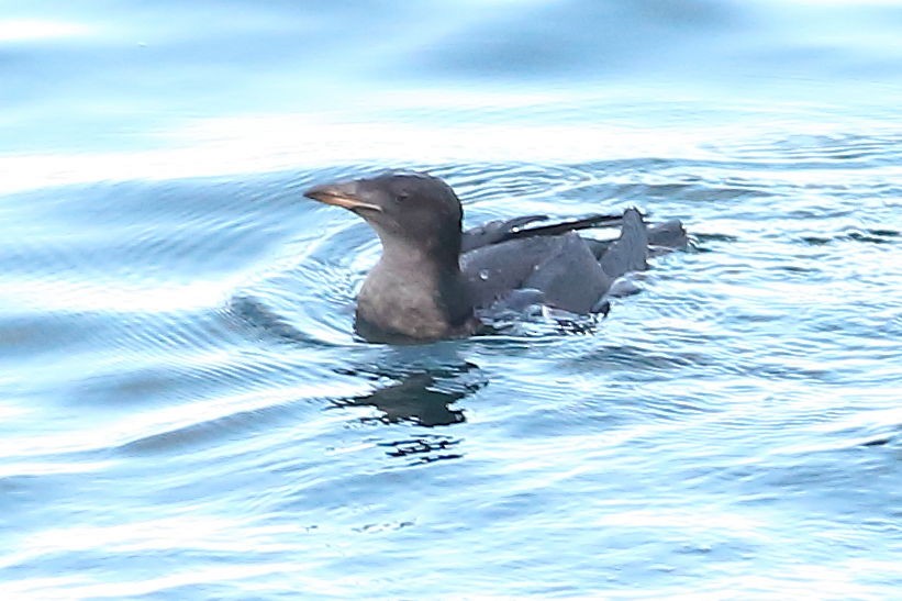 Дзьоборіг - ML645931355