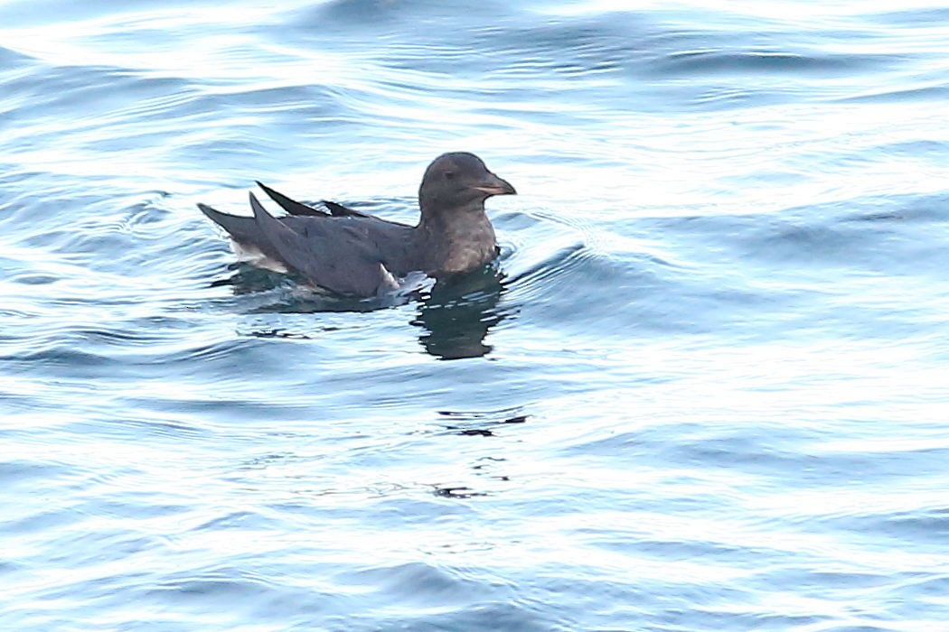 Дзьоборіг - ML645931357