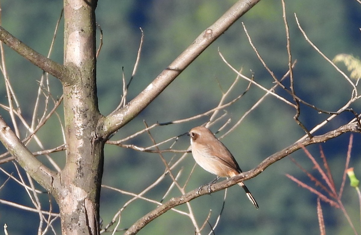 Трав'янка сіра - ML645931358