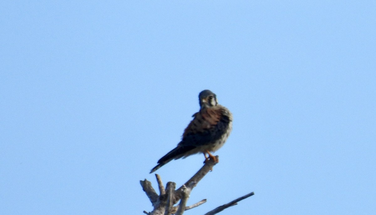 Боривітер американський - ML645931359