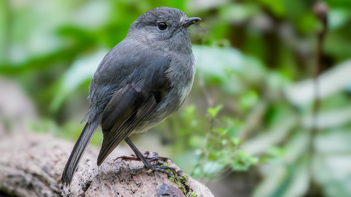 Тоутоваї білолобий - ML645931360