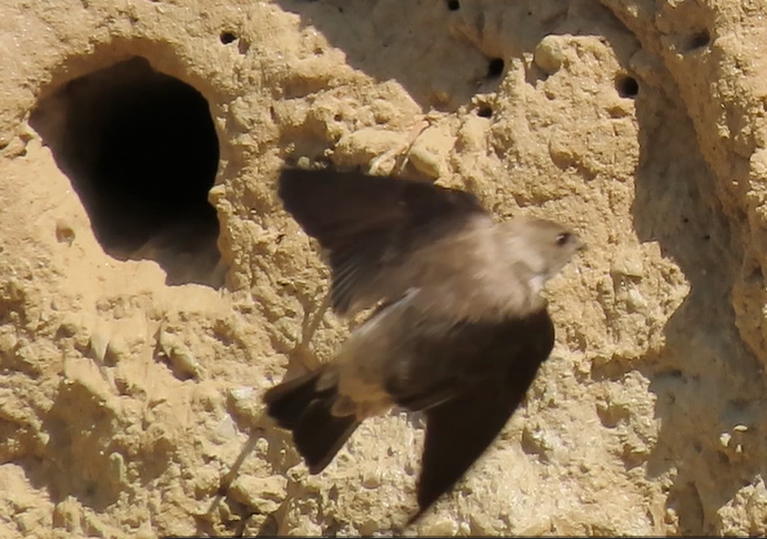 Ластівка сіровола - ML645931361