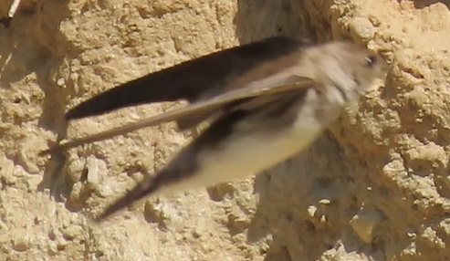 Ластівка сіровола - ML645931362