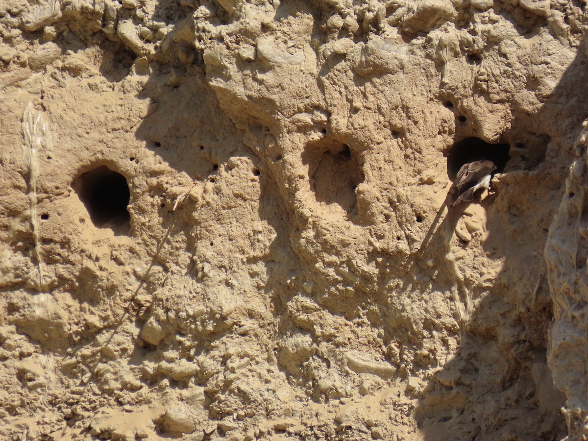 Gray-throated Martin - ML645931363