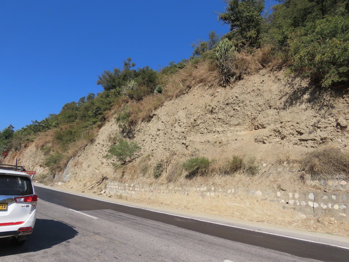 Gray-throated Martin - ML645931364