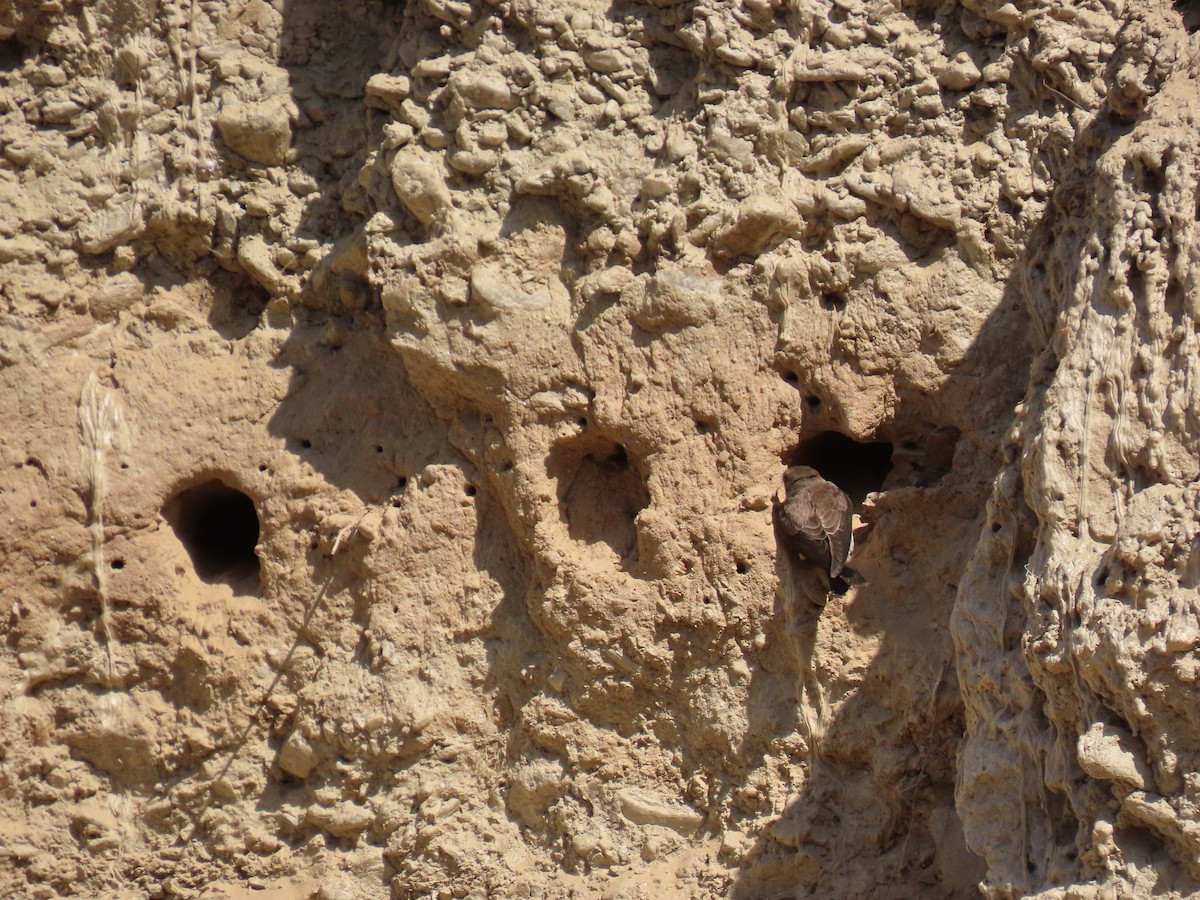 Ластівка сіровола - ML645931365