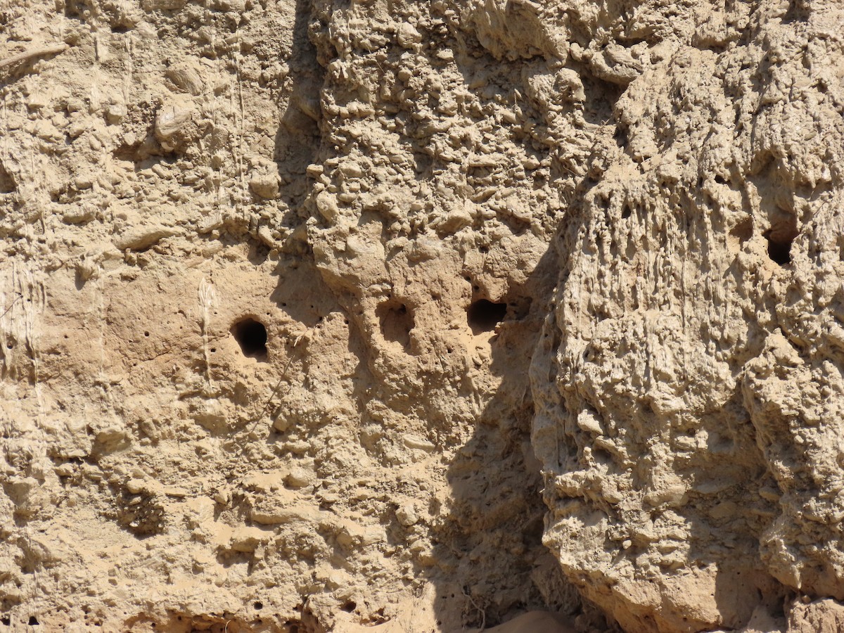 Ластівка сіровола - ML645931366