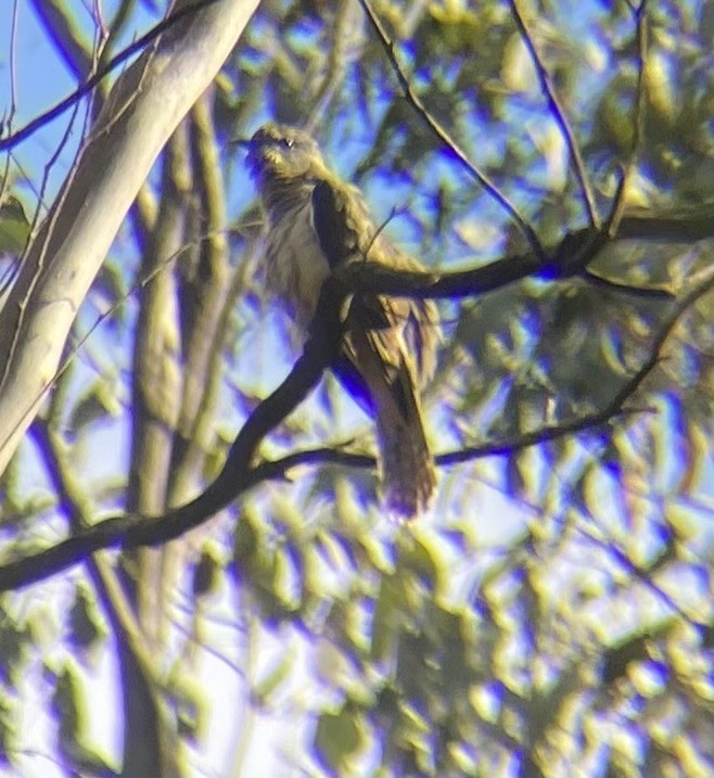 Кукавка австралійська [група variolosus] - ML645931367