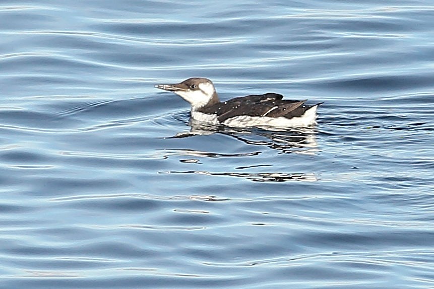 Кайра тонкодзьоба - ML645931369