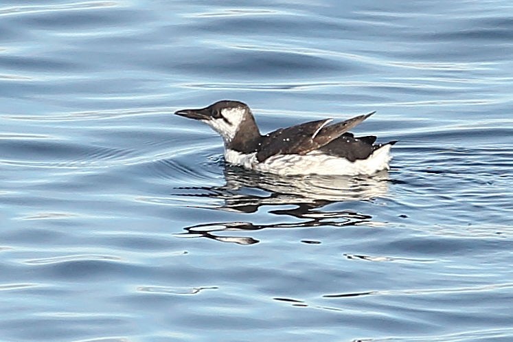 Кайра тонкодзьоба - ML645931370