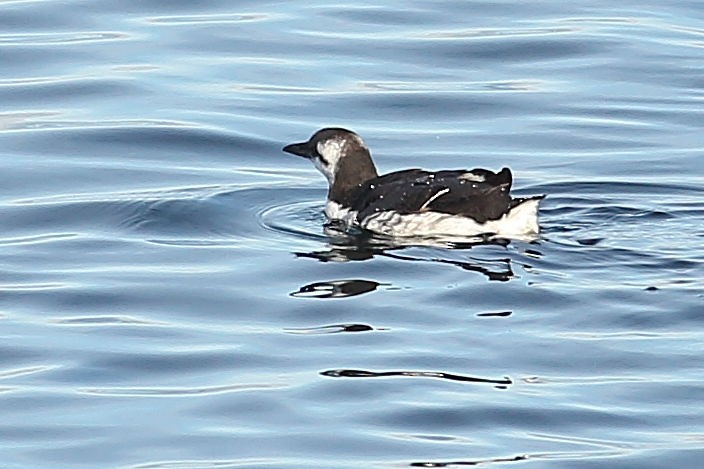 Кайра тонкодзьоба - ML645931371