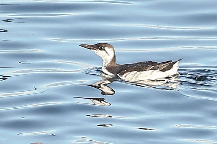 Кайра тонкодзьоба - ML645931372