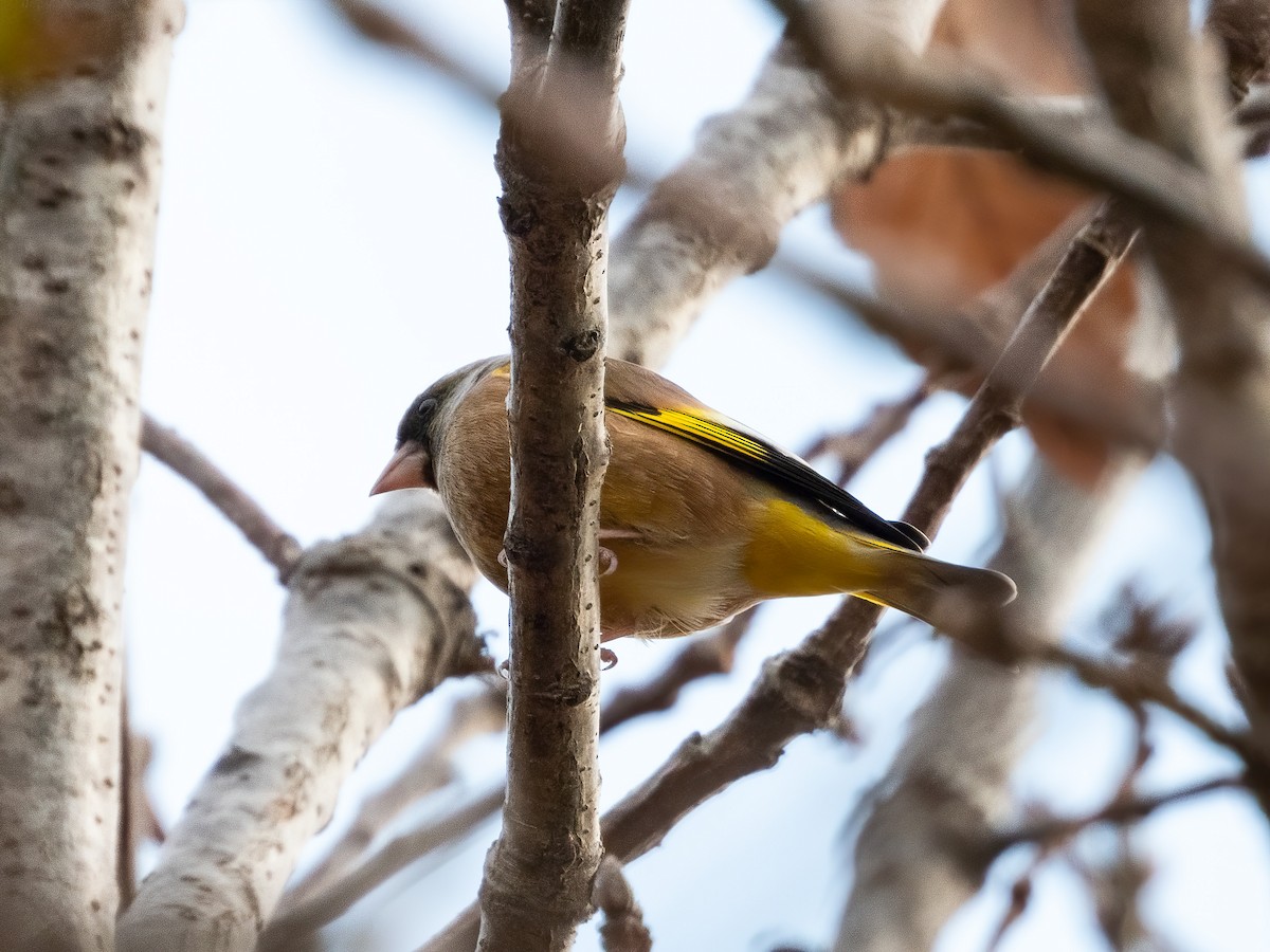 Зеленяк китайський - ML645931373