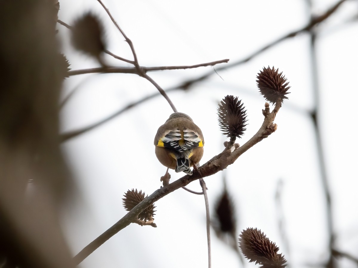 Зеленяк китайський - ML645931374