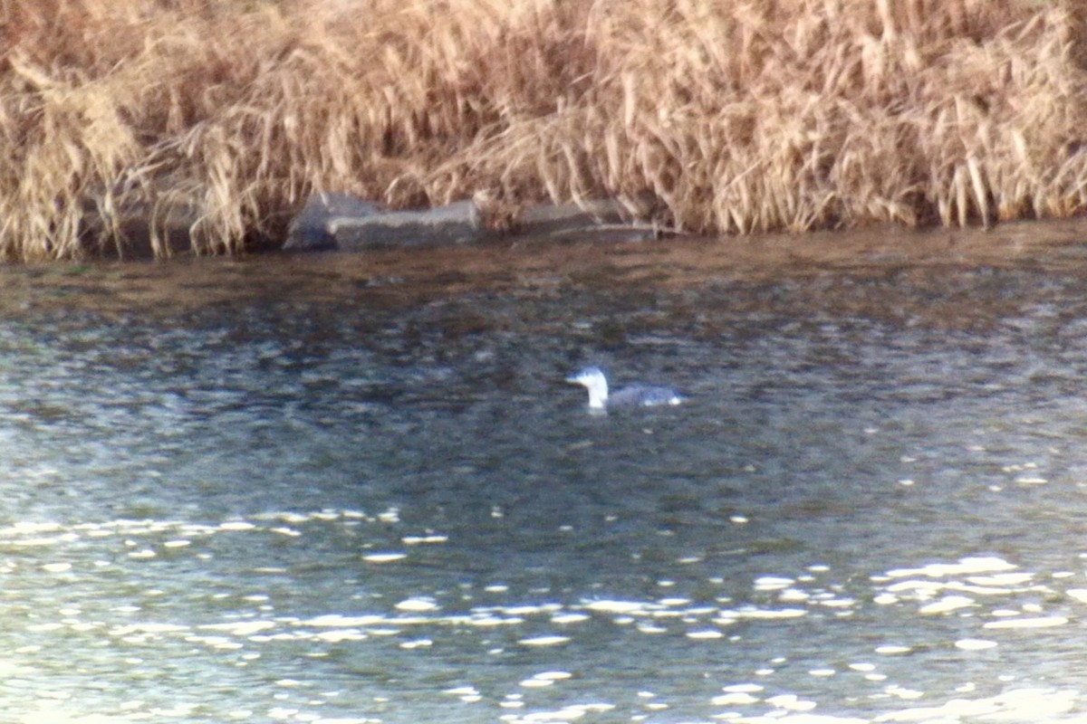 Гагара червоношия - ML645931375