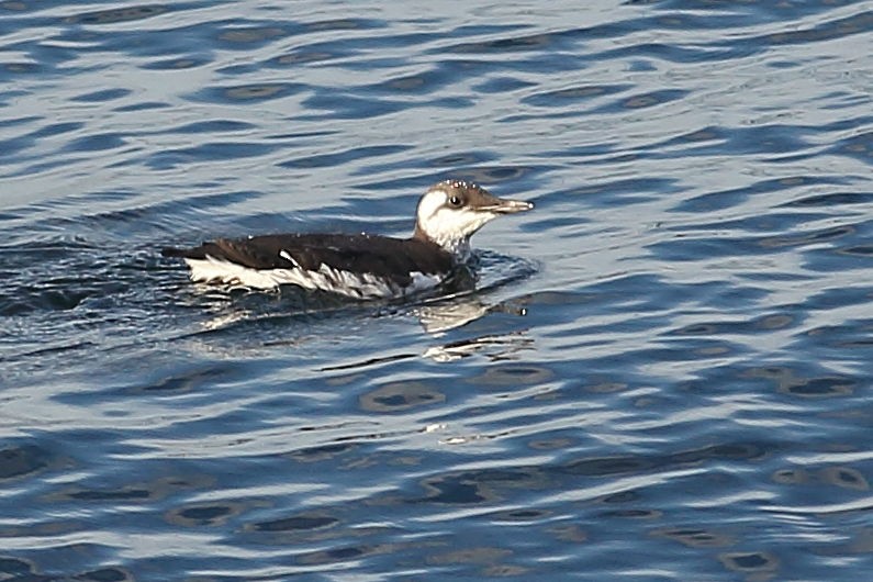 Кайра тонкодзьоба - ML645931376