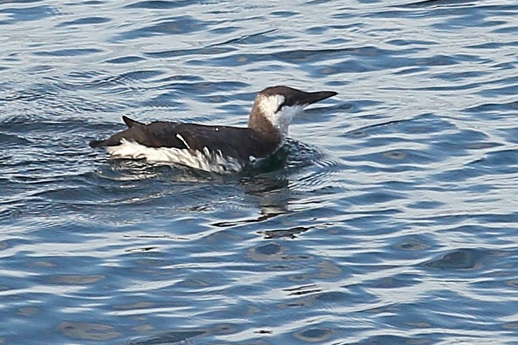 Кайра тонкодзьоба - ML645931377