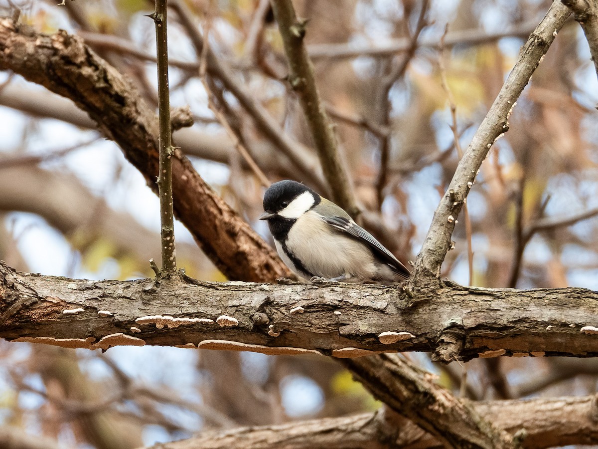 Asian Tit - ML645931378