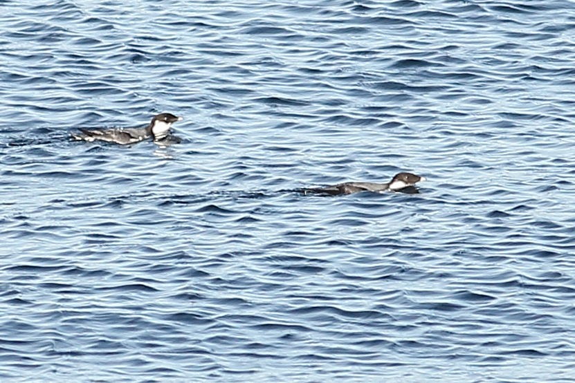 Моржик чорногорлий - ML645931379