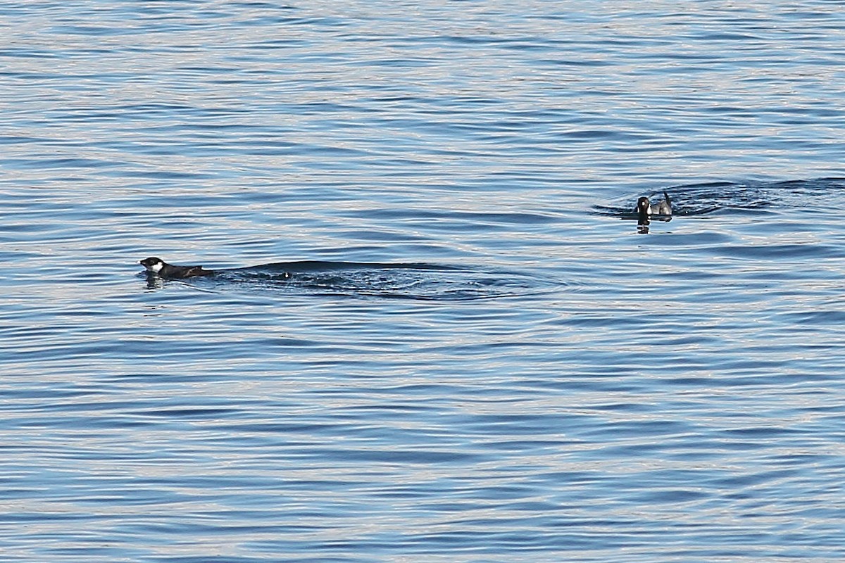 Моржик чорногорлий - ML645931380