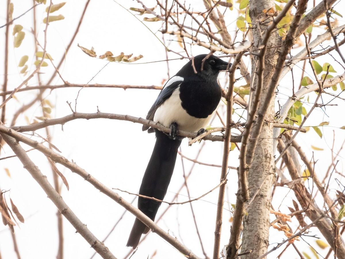 Сорока усурійська - ML645931382