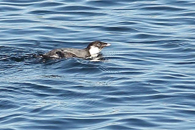 Моржик чорногорлий - ML645931383