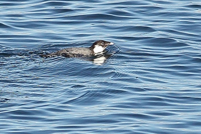 Моржик чорногорлий - ML645931384