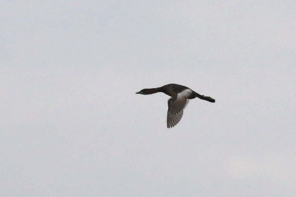 Пірникоза мала - ML645931385