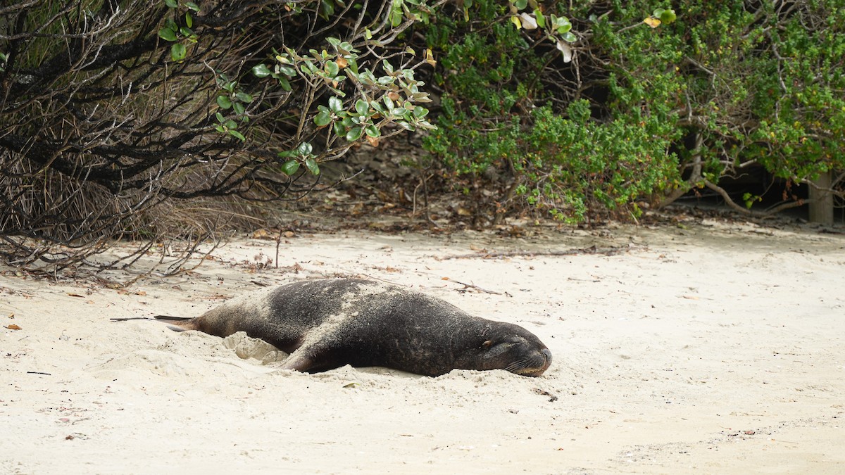 New Zealand Sea Lion - ML645931386