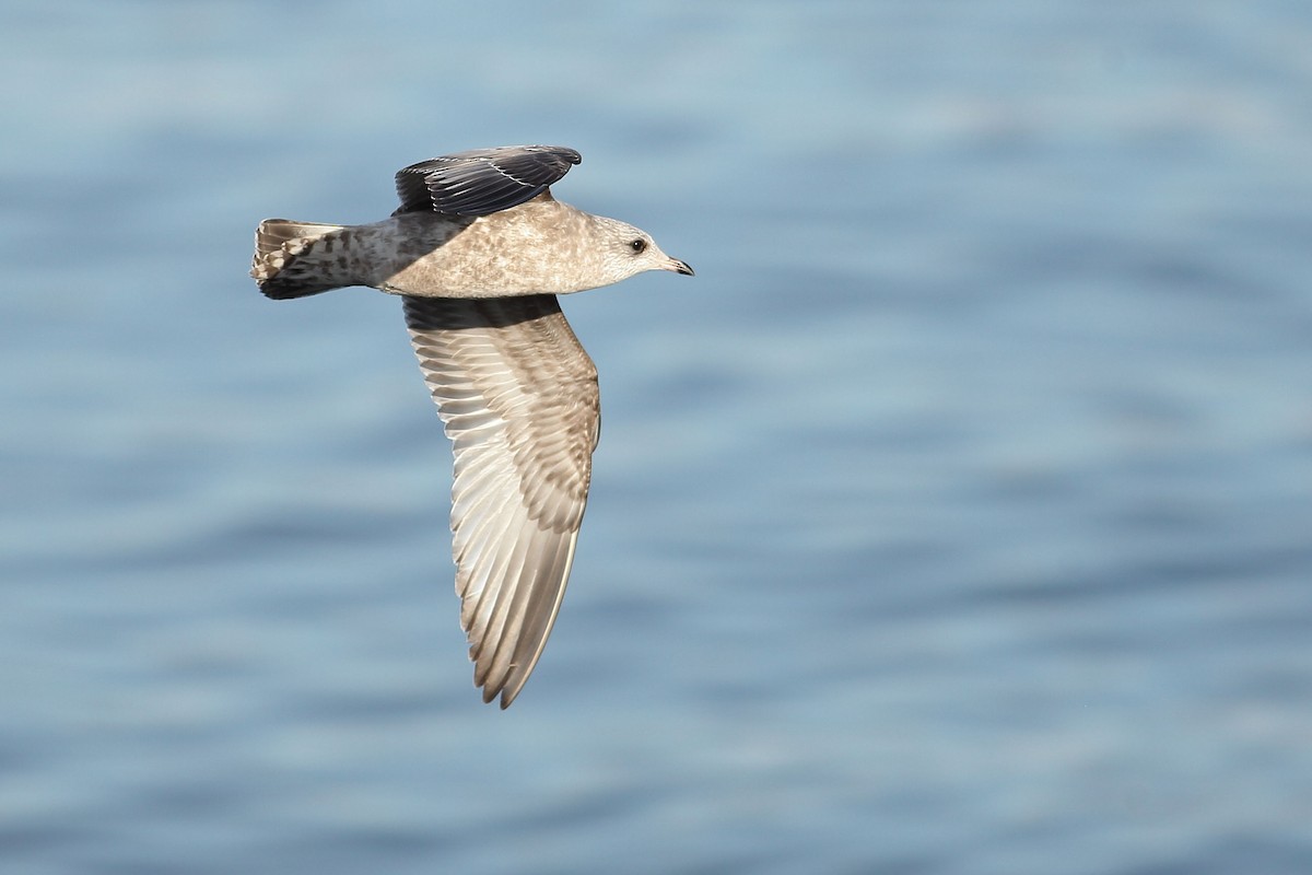 Мартин сивий аляскинський - ML645931387