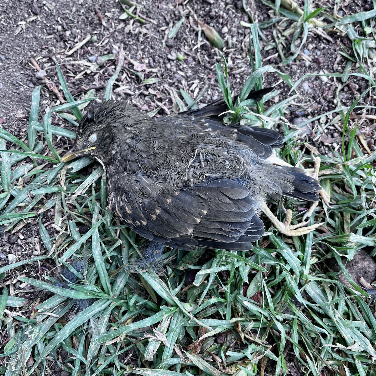 Дрізд чорнодзьобий - ML645931389