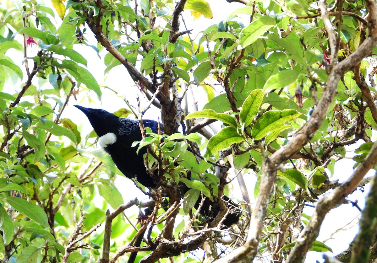 Пое - ML645931396