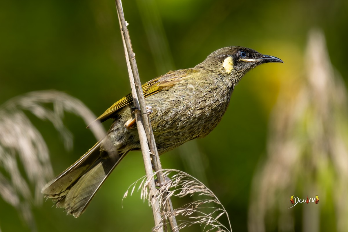 Lewin's Honeyeater - ML645931399