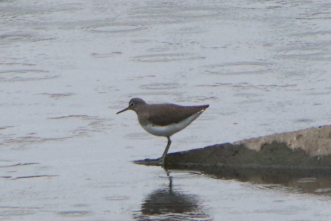 Green Sandpiper - ML645931400