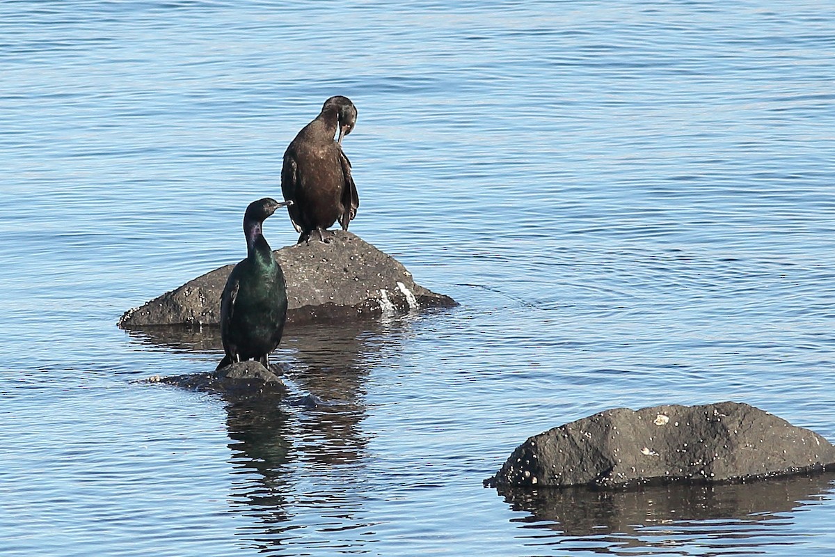 Pelagic Cormorant - ML645931411