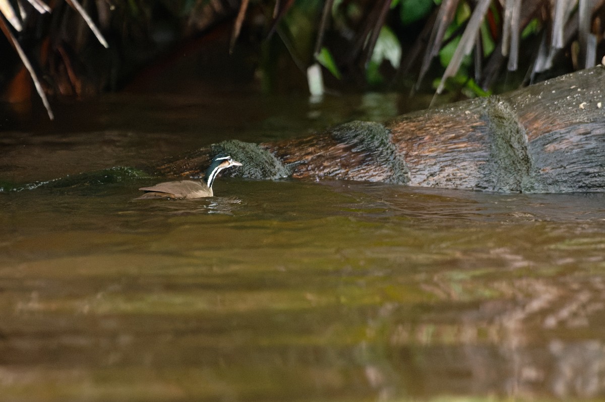 Sungrebe - ML645931413