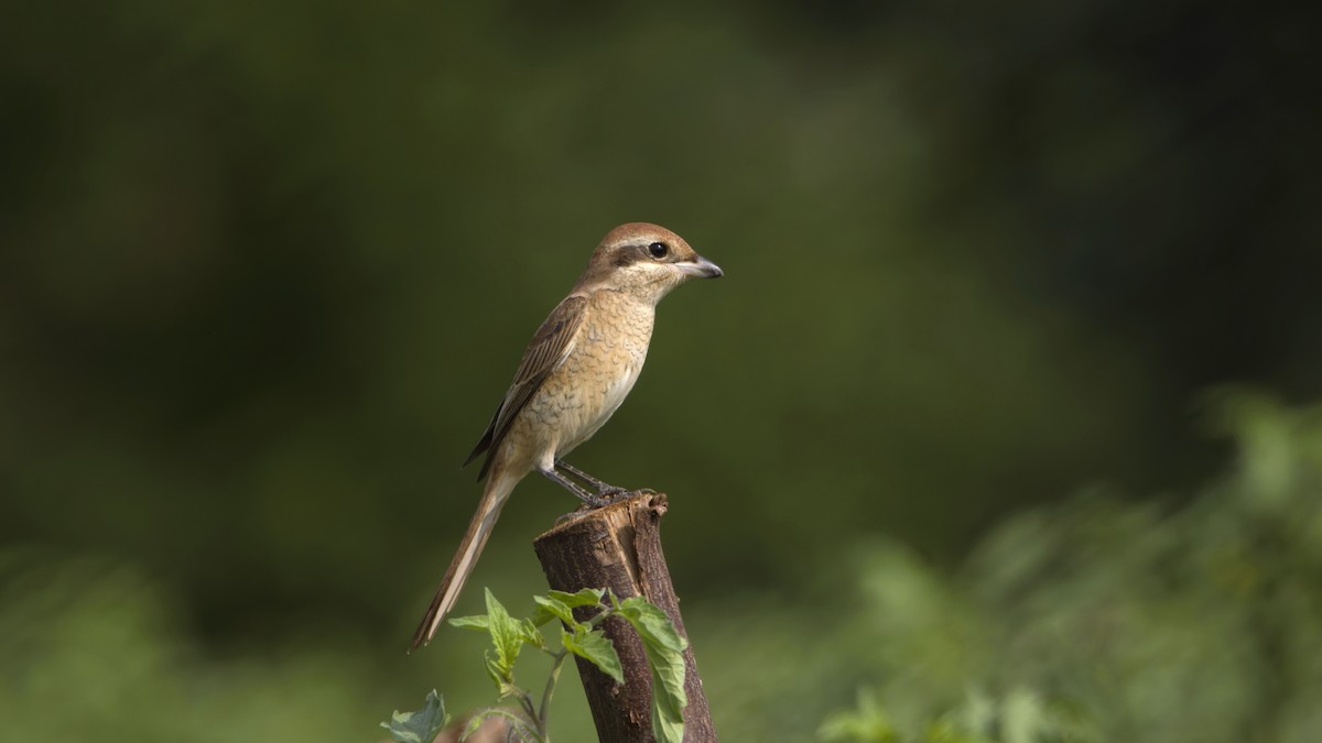 Brown Shrike - ML645931417