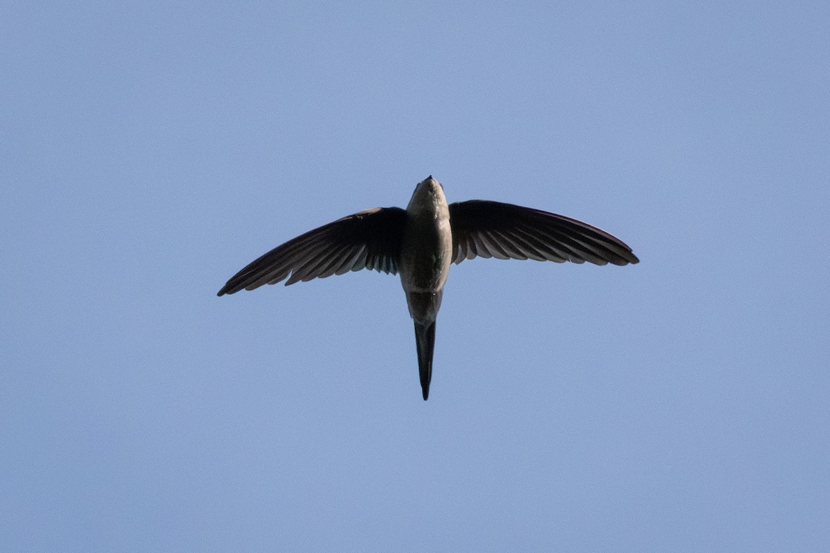 Asian Palm Swift - ML645931420